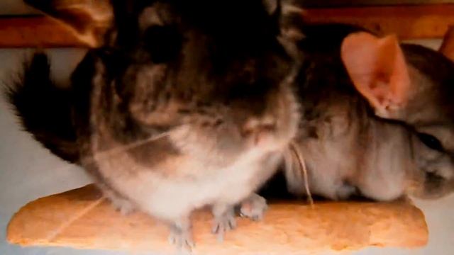 Милые шиншиллы. Cute chinchilla. Mignon chinchilla. смотреть онлайн