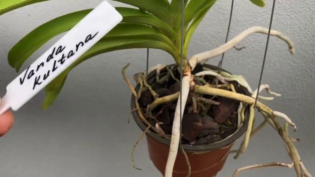 Ванды ( Vanda) Цветение и моя коллекция и немного об уходе смотреть онлайн