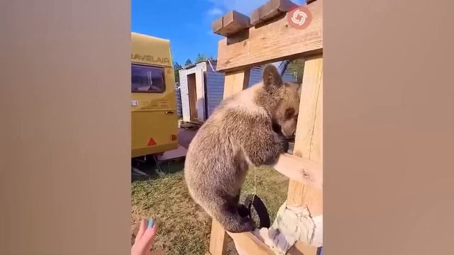 Animals Transformation - Baby Cute Dogs And Cats Grow Up - Tiktok On Top смотреть онлайн