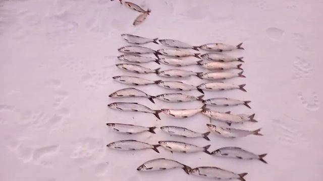 Открытие сезона на Тургояке на рипуса 14.12.2019. смотреть онлайн