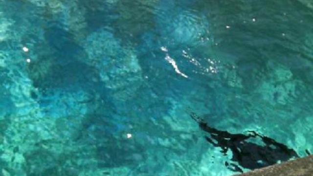 вашингтон зоо 004 смотреть онлайн