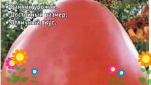 Томат обыкновенный Сердечный Поцелуй. Краткий обзор, описание характеристик, где купить семена