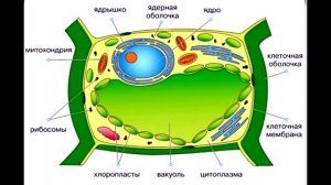 § 3 Клеточное строение растений. Свойства растительной клетки
