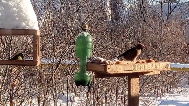 К нам прилетел дубонос🐦 🐦😄👍❄🥶 сейчас -28°, 08.01.23 год. смотреть онлайн