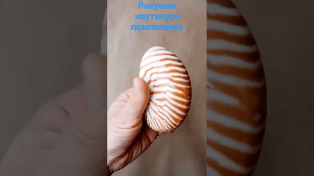 Ракушка наутилуса помпилиуса смотреть онлайн