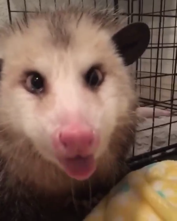 Чавкающие опоссумы смотреть онлайн