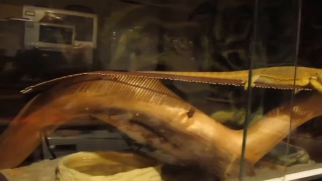 Сладкий сон бородатых агам