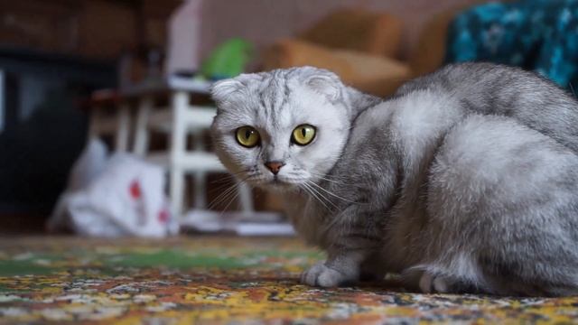 Вампиры в людских обличиях смотреть онлайн
