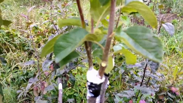 Прививка яблони в августе. Авантюра или нет? смотреть онлайн