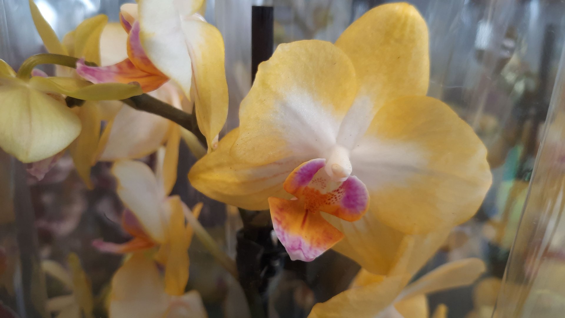 ЗАВОЗ ОРХИДЕЙ.ОПТОВЫЙ РЫНОК//13.03.24// смотреть онлайн