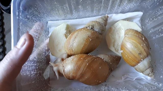 ОТПРАВЛЯЮ УЛИТОК ПО ГОРОДУ. смотреть онлайн