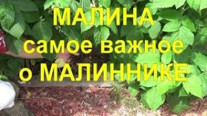 21 Идеальный малинник - секреты максимальных урожаев! Ответы на вопросы.