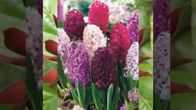 И радостного, счастливого декабря! Будьте здоровы, любите и будьте любимы! смотреть онлайн