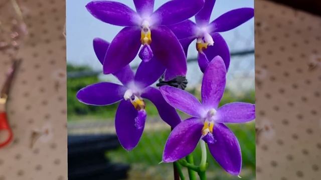 ОРХИДЕЯ – РАЗОЧАРОВАНИЕ из Посылки | Phal. YangYang Blueberry × violacea var. Indigo (clone) смотреть онлайн