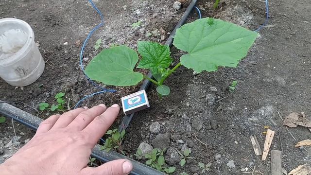 ПОДКОРМКА РАССАДЫ ОГУРЦОВ ФОСФОРНЫМ УДОБРЕНИЕМ! смотреть онлайн