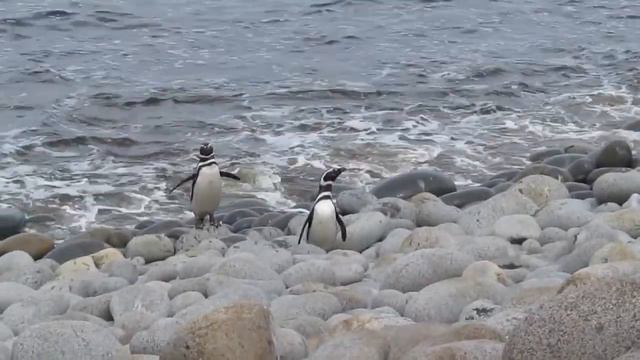 Неземное изящество пингвинов, выходящих из моря смотреть онлайн