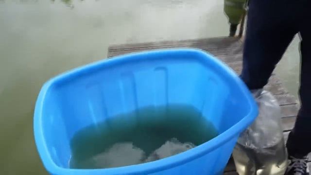 Запустил белугу для контроля карпов. Осетровые в пруд. Зарыбление пруда. смотреть онлайн