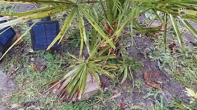 Na prośbę widzów jeszcze raz Trachycarpus i S3 . смотреть онлайн