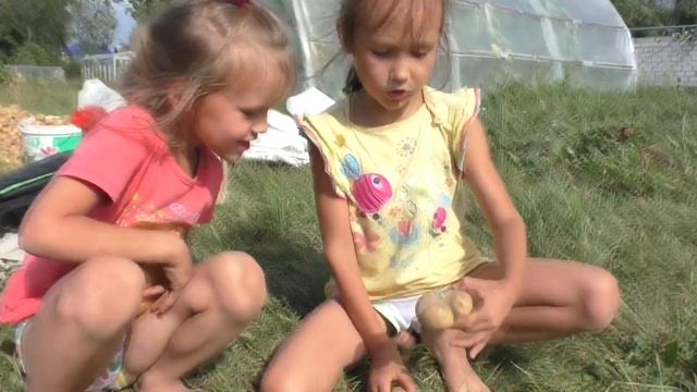 Кто наберёт быстрее мешок картошки? смотреть онлайн