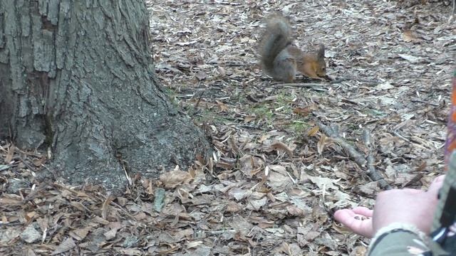 Белочка ест кедровые орешки смотреть онлайн