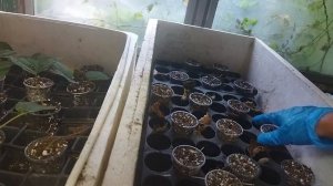 Супер микориза. Шок от эффекта  при укоренении черенков.