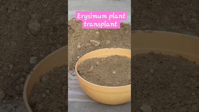 Erysimum Plant Transplant || #shorts смотреть онлайн