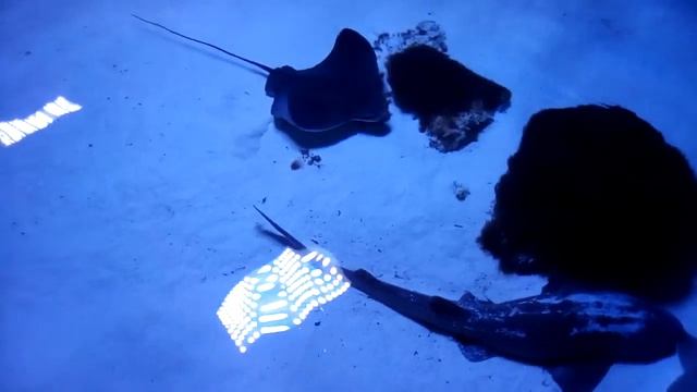 Океанариум Морская сказка в ТЦ Детский мир Киев Отзывы 2017 смотреть онлайн