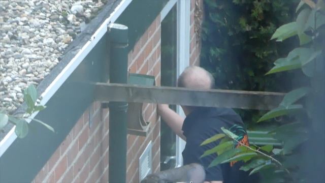 Falkland Caracara in garden смотреть онлайн