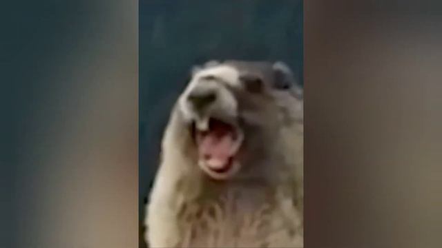 смешной суслик!!! смотреть онлайн