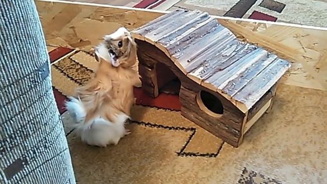 Морская свинка смотреть онлайн