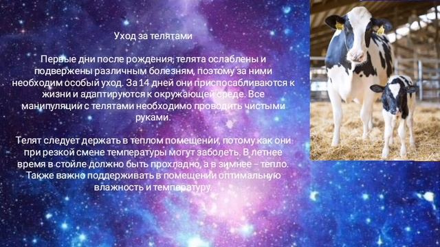 ВСЁ О ГОЛШТИНСКОЙ ПОРОДЕ КОРОВ И БЫКОВ смотреть онлайн