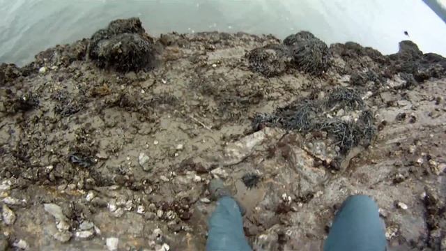 Pêche du bar à vue смотреть онлайн