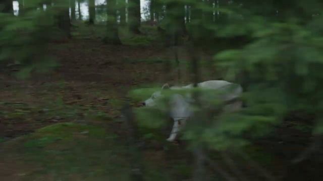 Как человеку удалось приручить волка и превратить его в собаку смотреть онлайн