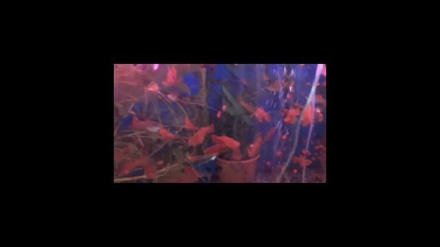 ФИТО СВЕТ для аквариумных растений смотреть онлайн