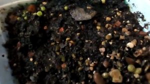 Первая пересадка ( пикировка) сеянца кактуса.