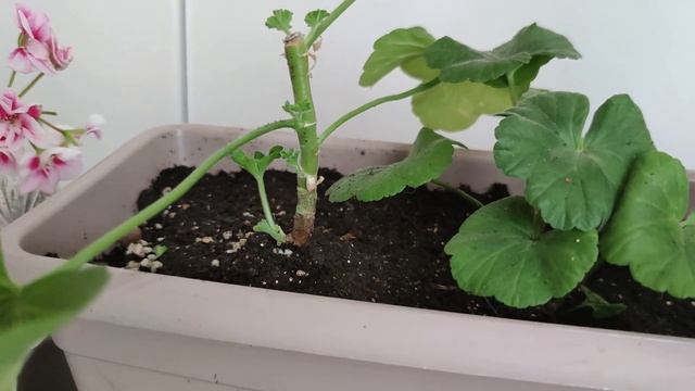 Не прошло и недели, пеларгония удивила смотреть онлайн