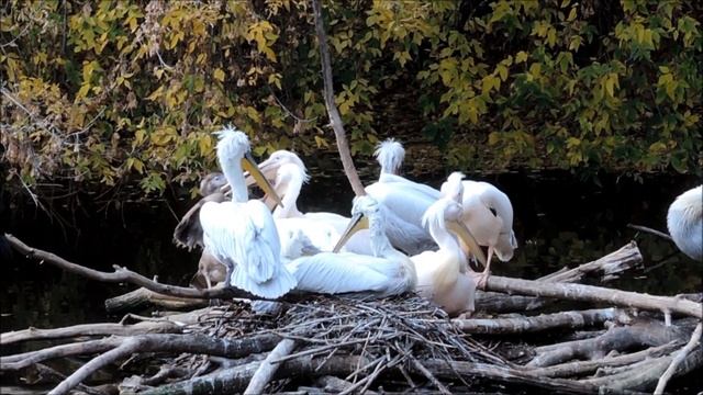 Московский зоопарк 2020. Как пеликаны кормят птенцов (Moscow Zoo) смотреть онлайн