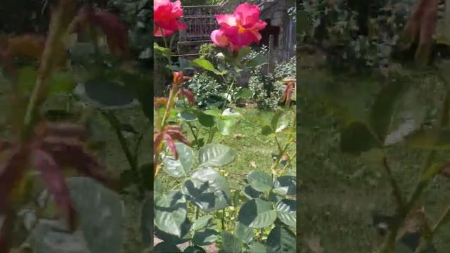 Прогулка По Саду. Розы и полевые цветы. смотреть онлайн