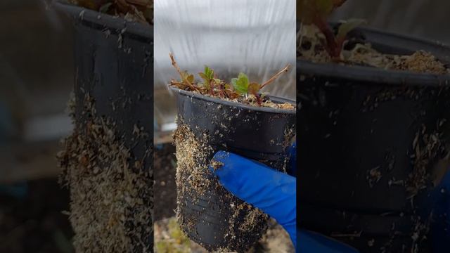 1000031081.mp4 смотреть онлайн