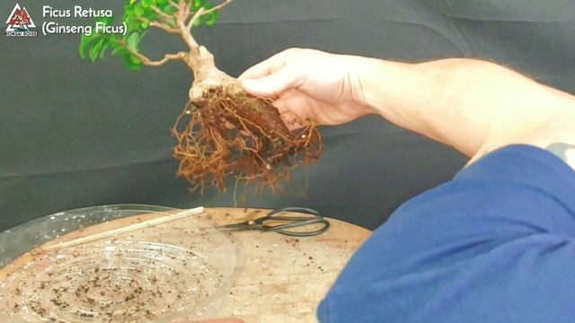 Ficus Retusa Bonsai (Ginseng Ficus).  I Shall Call Him, 