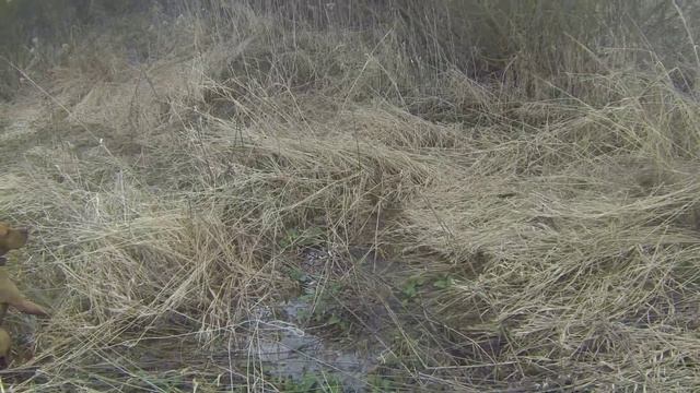 курочка болотная смотреть онлайн