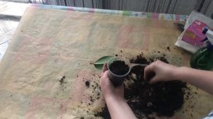 Фикус каучуконосный. Размножение с листика.