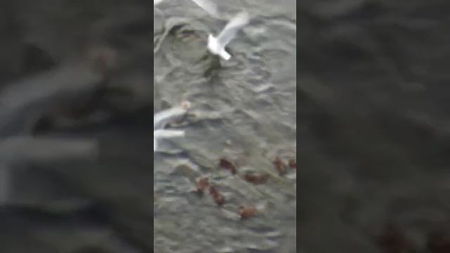 Уток в речке кормят хлебом , а чайки этот хлеб отбирают. смотреть онлайн