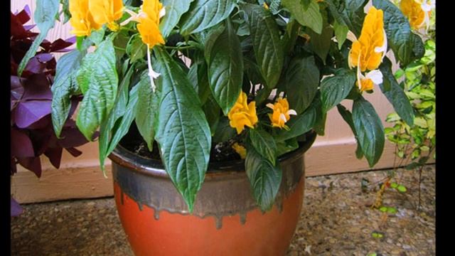 Пахистахис желтый. Уход в домашних условиях. смотреть онлайн