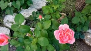 Роза Мадемуазель Мейян. Саженцы из Питомника роз Полины Козловой.