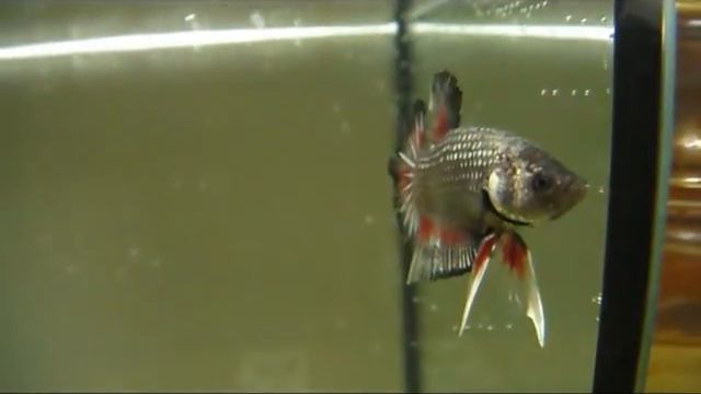 Copper Red Dalmatin/Black BF HMPK
