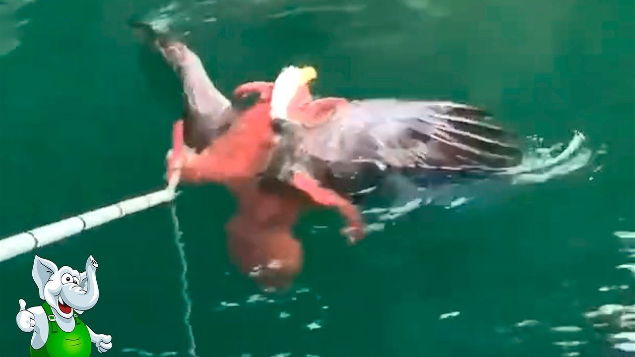 Осьминог в Деле / Осьминог против Акулы, Орла, Мурены смотреть онлайн