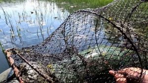 Ловим карася и линя очееееень много.