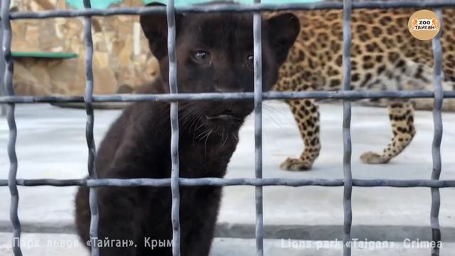 Злые леопарды :) Тайган. Крым | Angry leopards смотреть онлайн