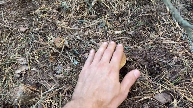 Boletus Edulis en pino silvestre 2023 ESPECTÁCULO!!! смотреть онлайн